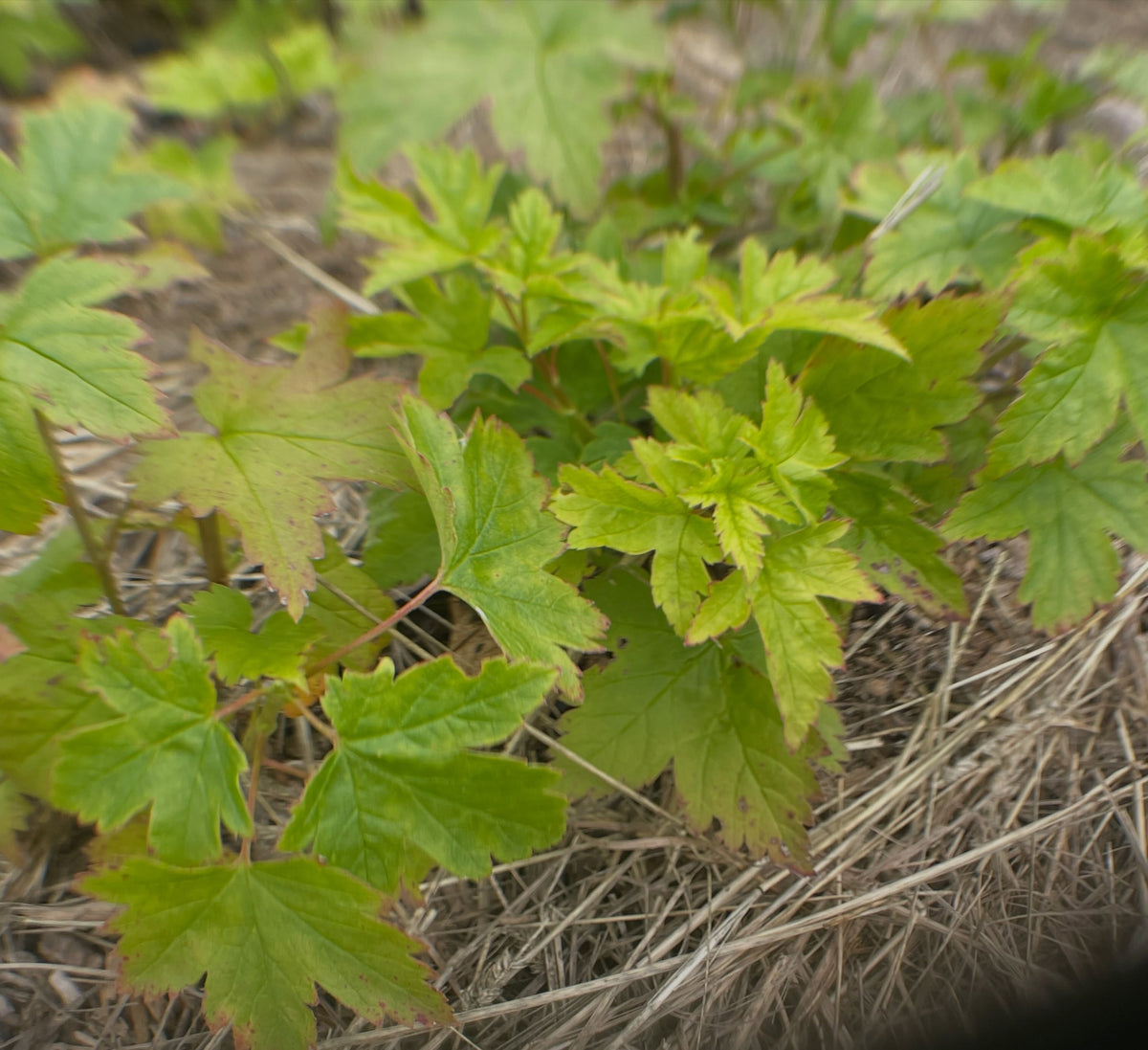 Ribes glandulosum, a favorite native currant with edible and armed fruit, image 4 of 4