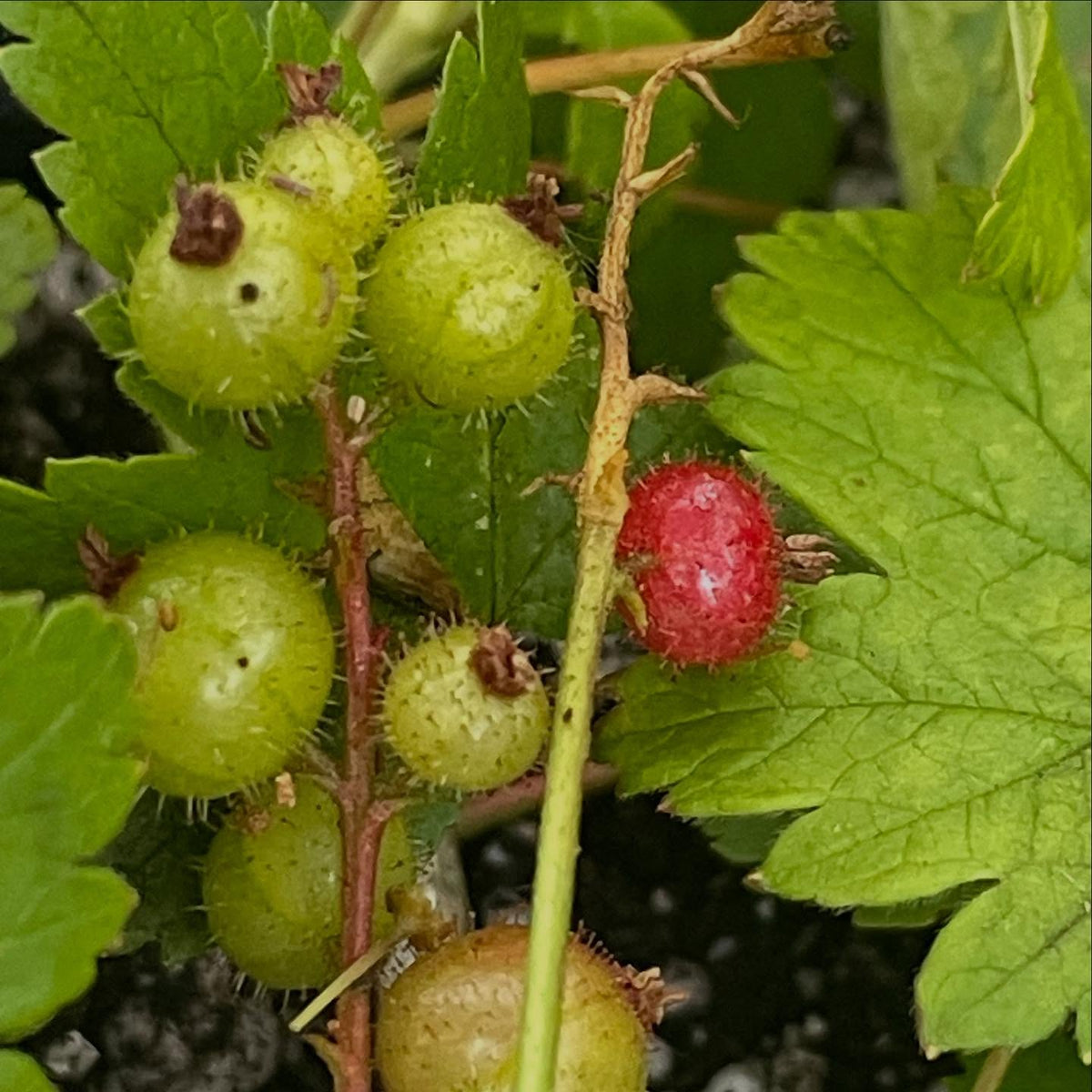 Ribes glandulosum, skunk currant has a cool spikey glandular fruit, but smooth stems without and bristles or thorns, image 1 of 6