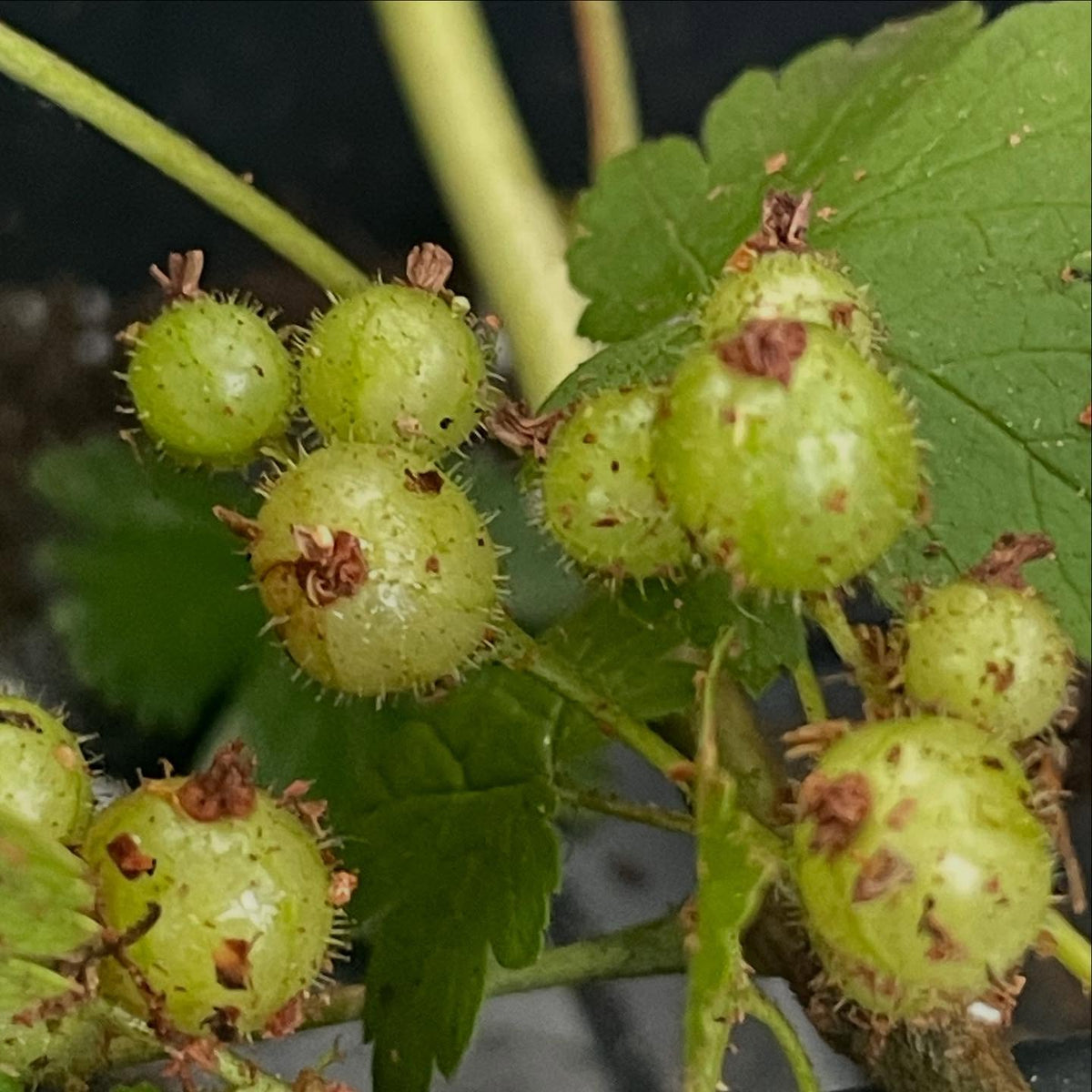 Ribes glandulosum, skunk currant has a cool spikey glandular fruit, but smooth stems without and bristles or thorns, image 2 of 6