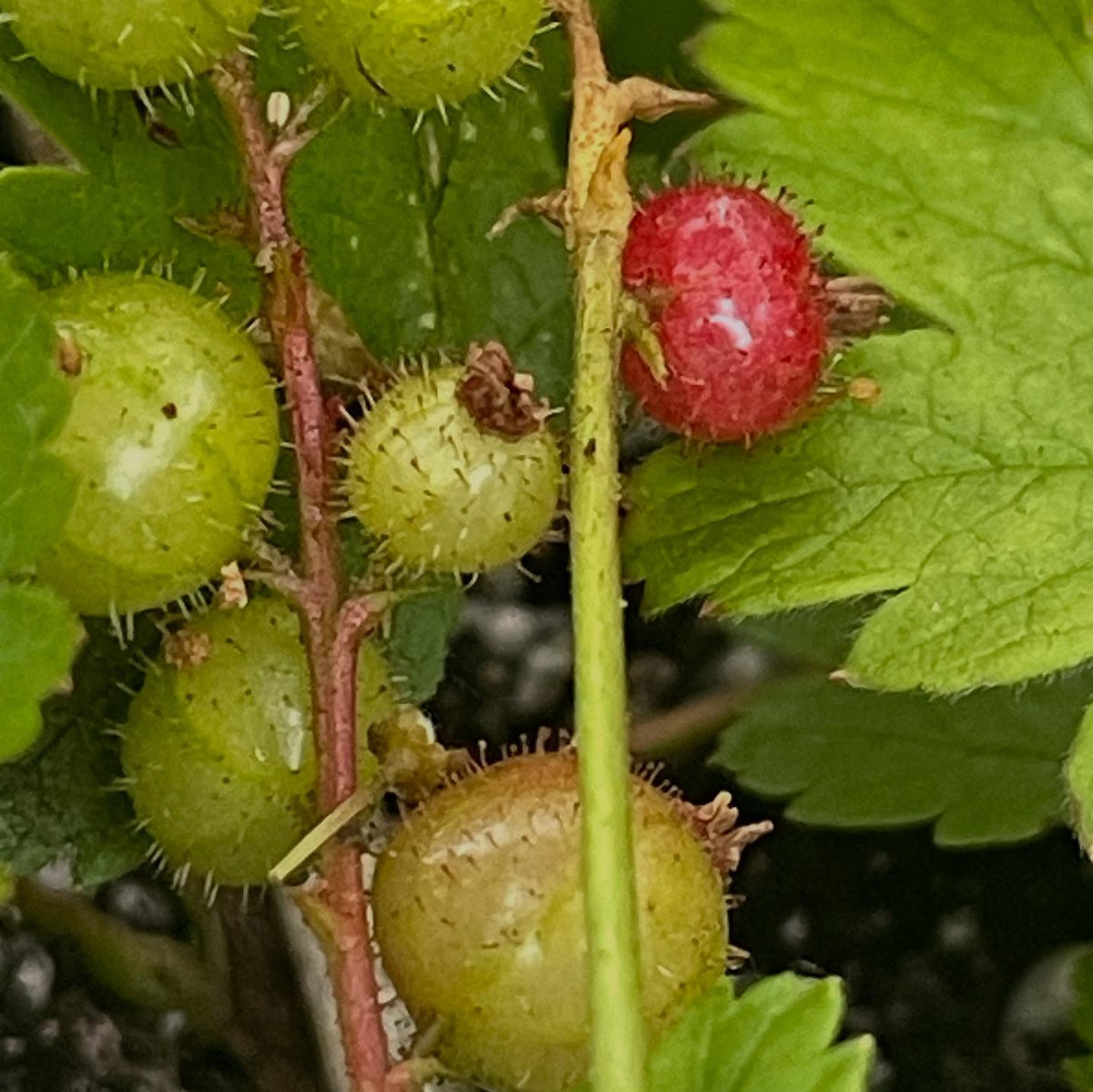 Ribes glandulosum, skunk currant has a cool spikey glandular fruit, but smooth stems without and bristles or thorns, image 5 of 6