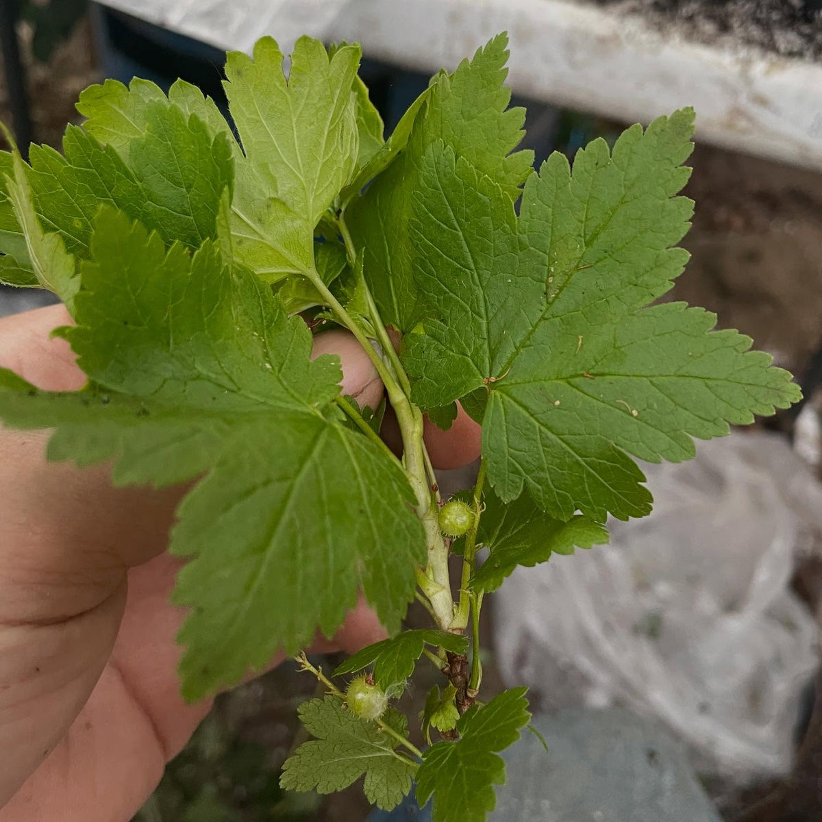Ribes glandulosum, skunk currant has a cool spikey glandular fruit, but smooth stems without and bristles or thorns, image 6 of 6