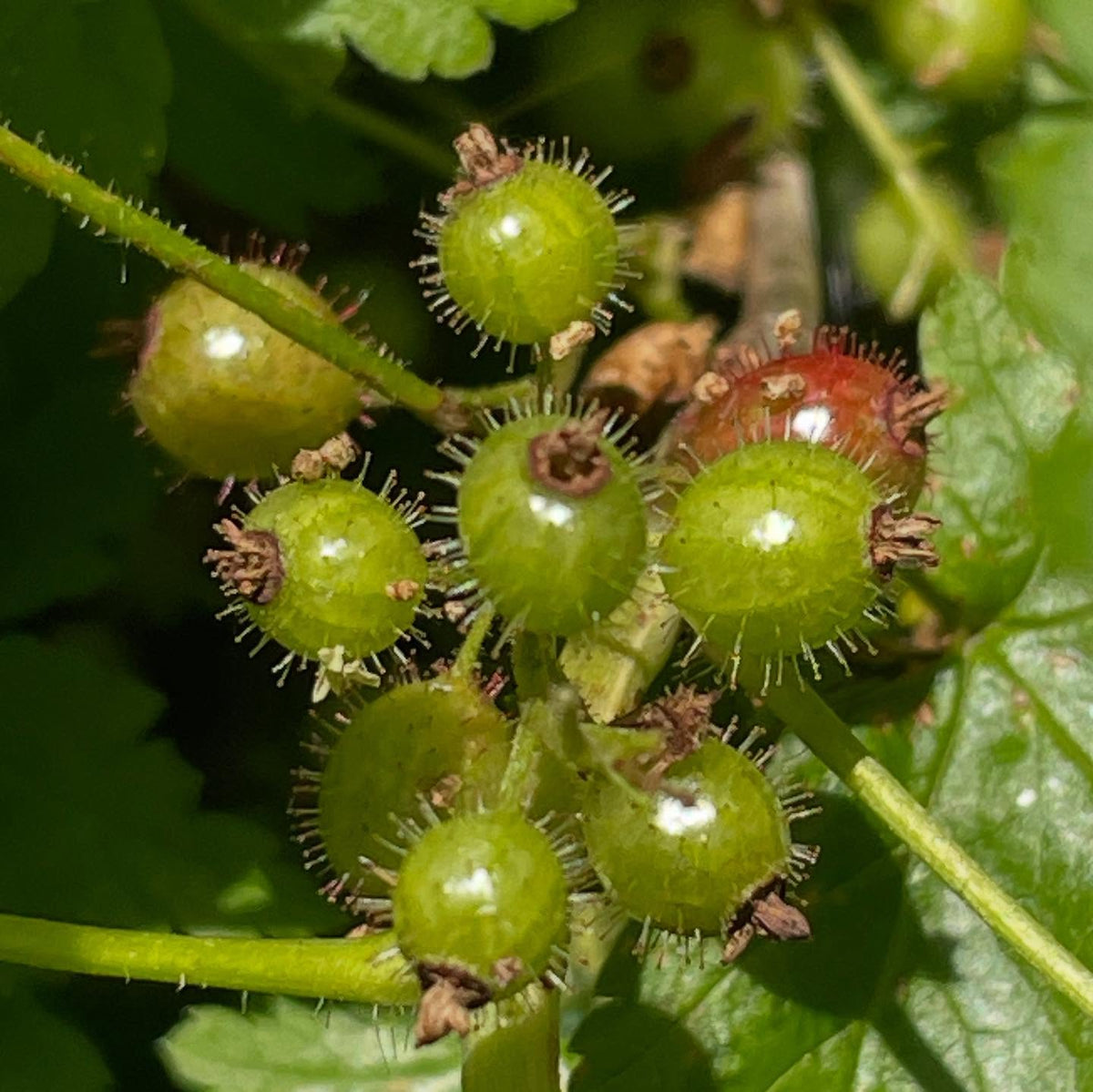Ribes lacustre, bristly black currant, or maybe a better name is the prickly gooseberry, image 1 of 5