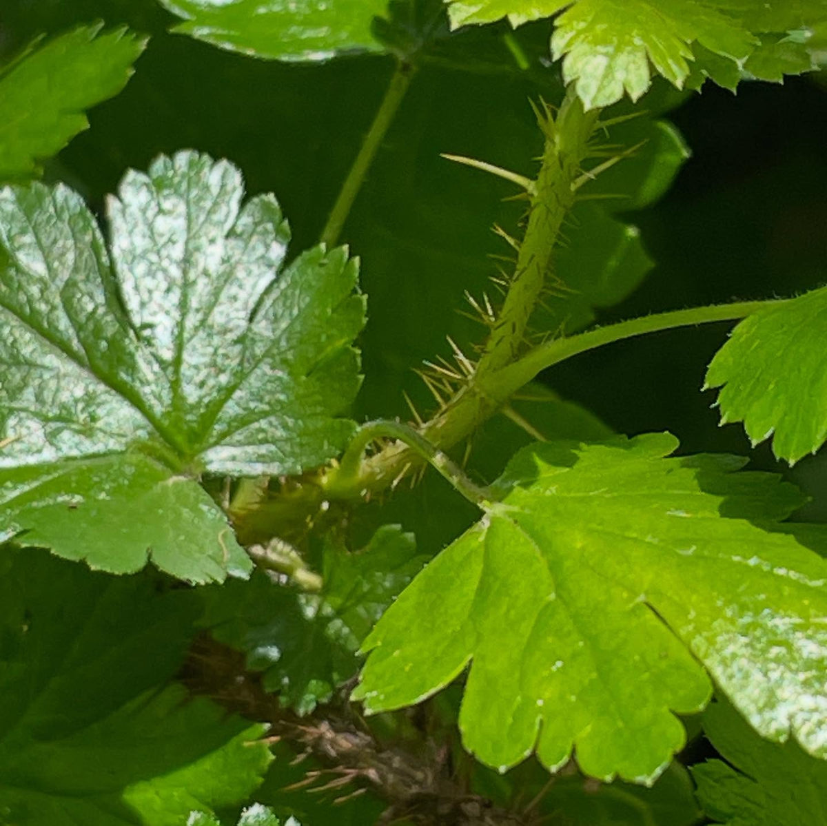 Ribes lacustre, bristly black currant, or maybe a better name is the prickly gooseberry, image 2 of 5
