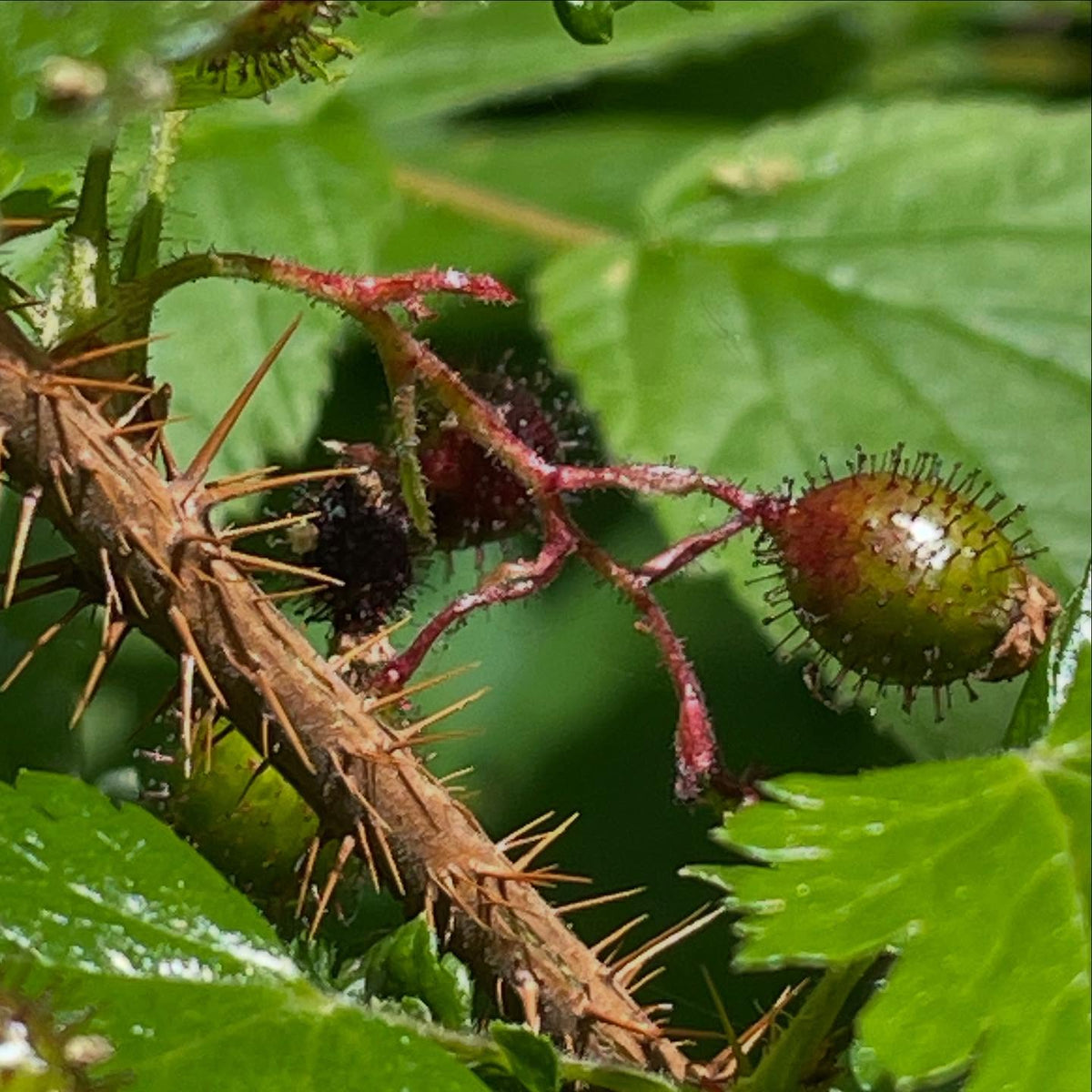 Ribes lacustre, bristly black currant, or maybe a better name is the prickly gooseberry, image 3 of 5
