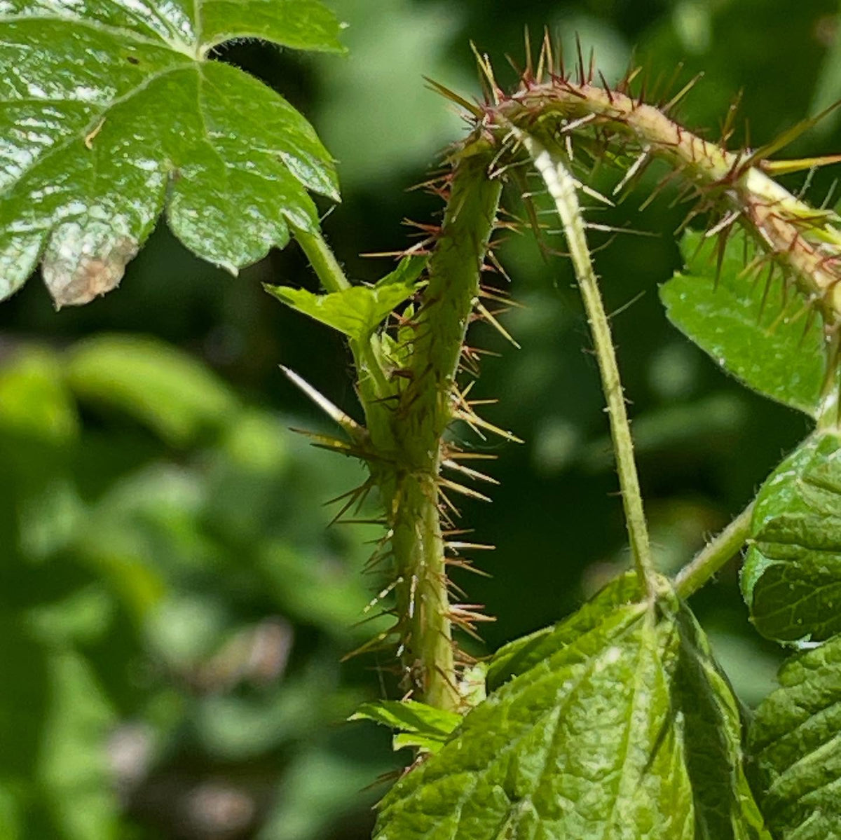 Ribes lacustre, bristly black currant, or maybe a better name is the prickly gooseberry, image 4 of 5