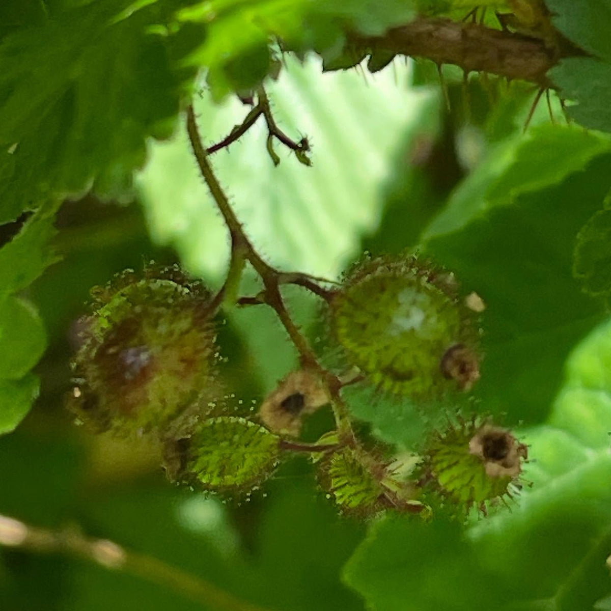 Ribes lacustre, bristly black currant, or maybe a better name is the prickly gooseberry, image 5 of 5