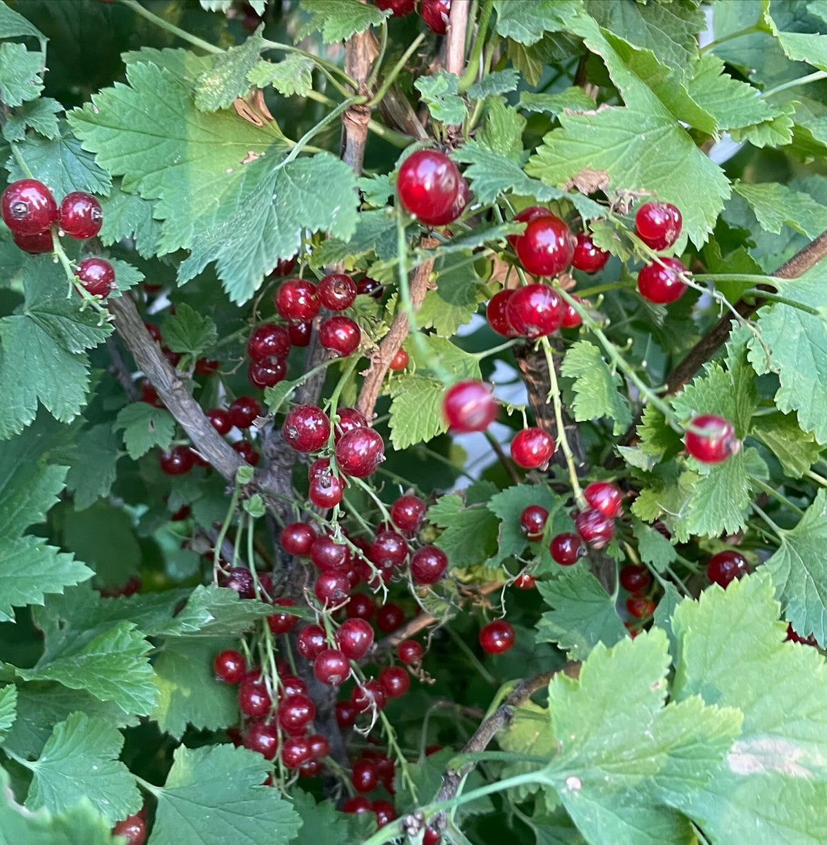 ribes odoratum, ribes rubrum, image 3 of 5