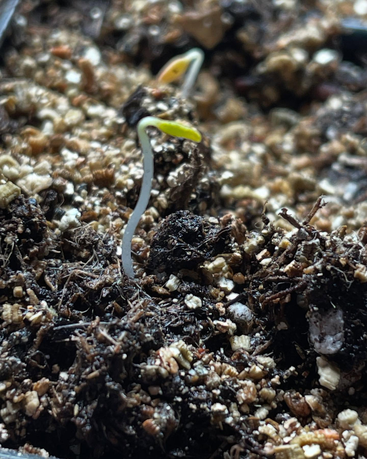 Ribes odoratum seedlings of Crandall currant, one of the largest fruiting tastiest currants, but unusual because it's a, image 1 of 2