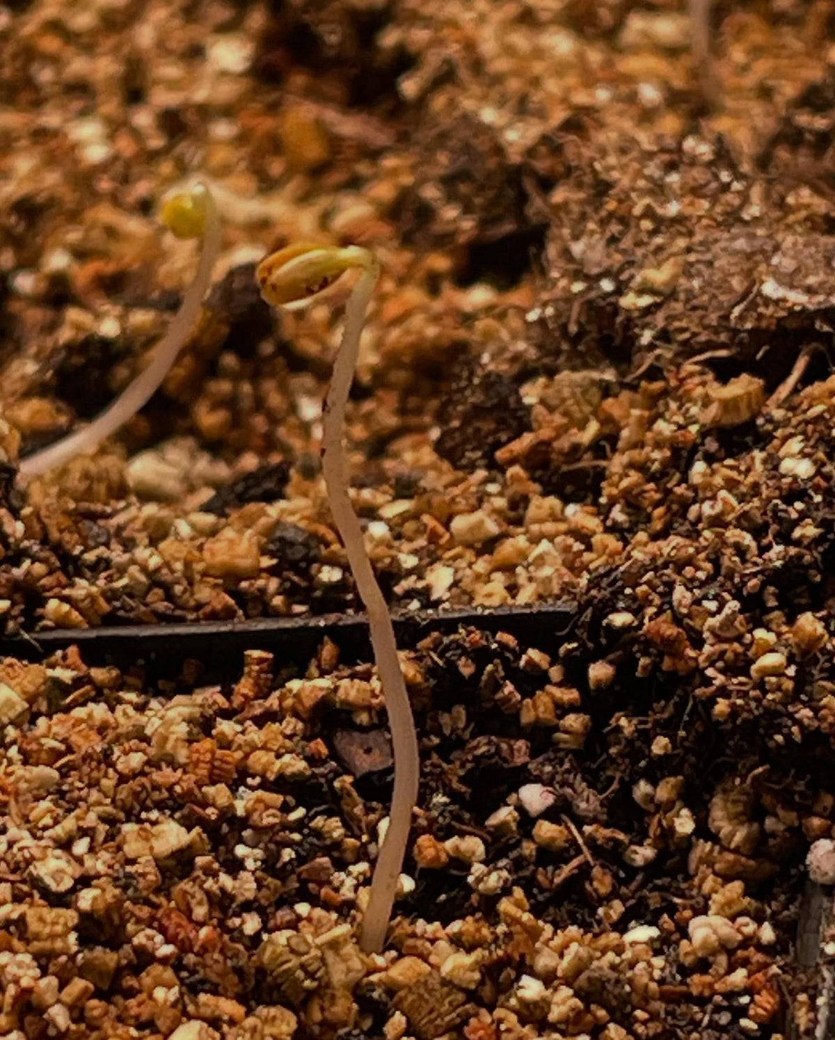Ribes odoratum seedlings of Crandall currant, one of the largest fruiting tastiest currants, but unusual because it's a, image 2 of 2