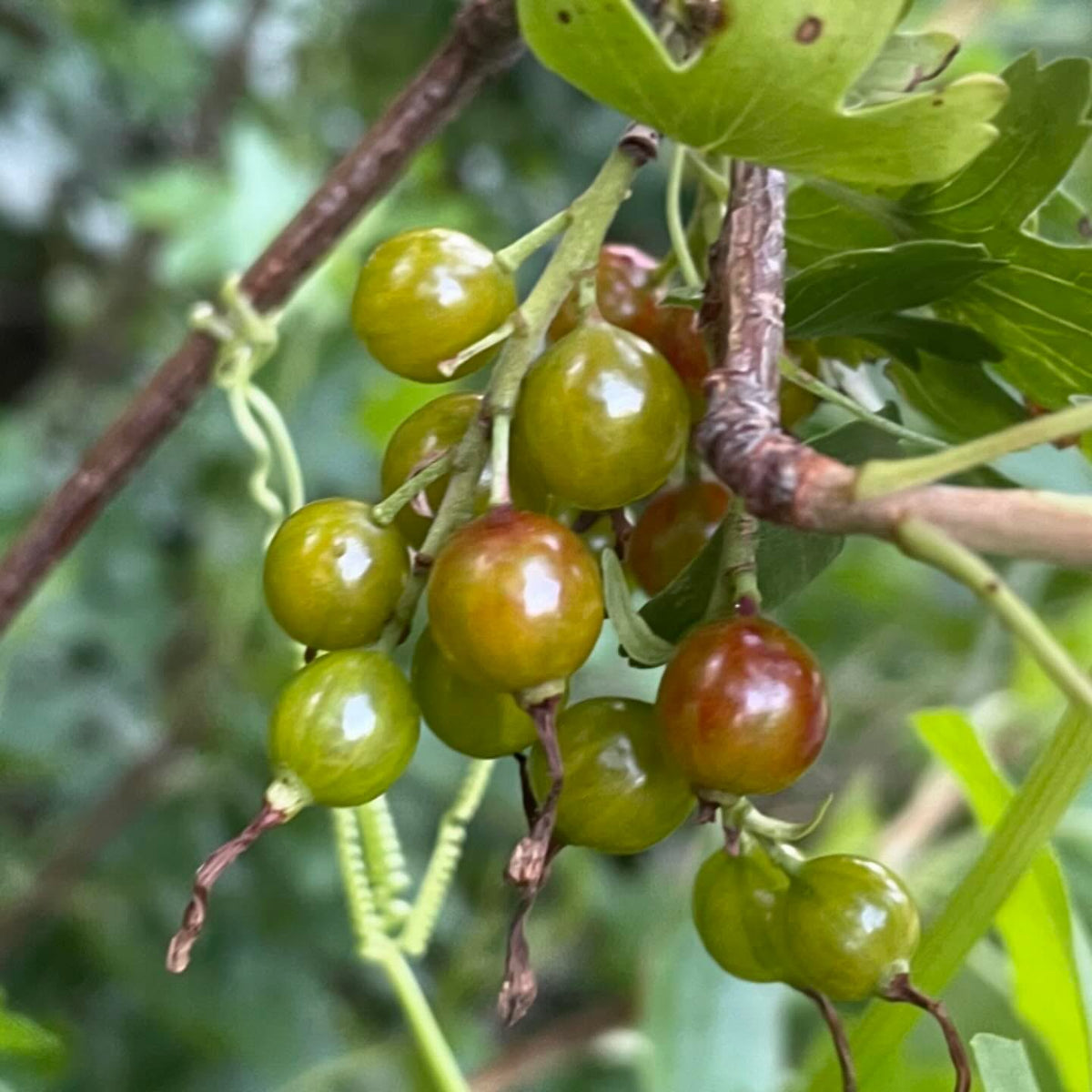ribes odoratum, the golden current and this is the black fruited variety, image 1 of 2