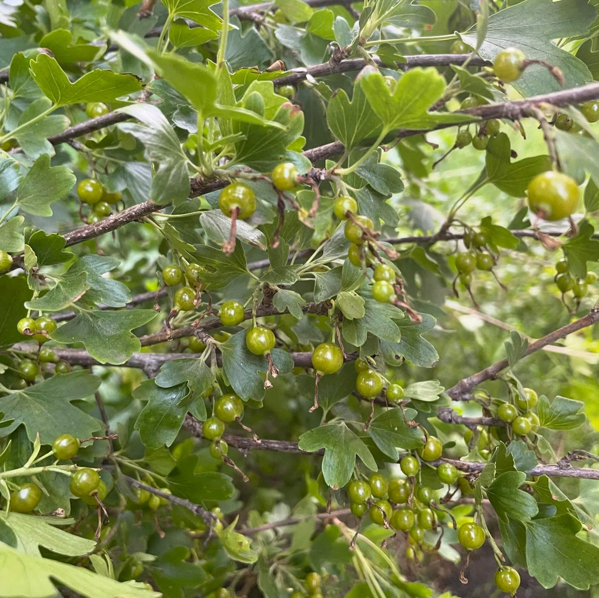 ribes odoratum, the golden current and this is the black fruited variety, image 2 of 2