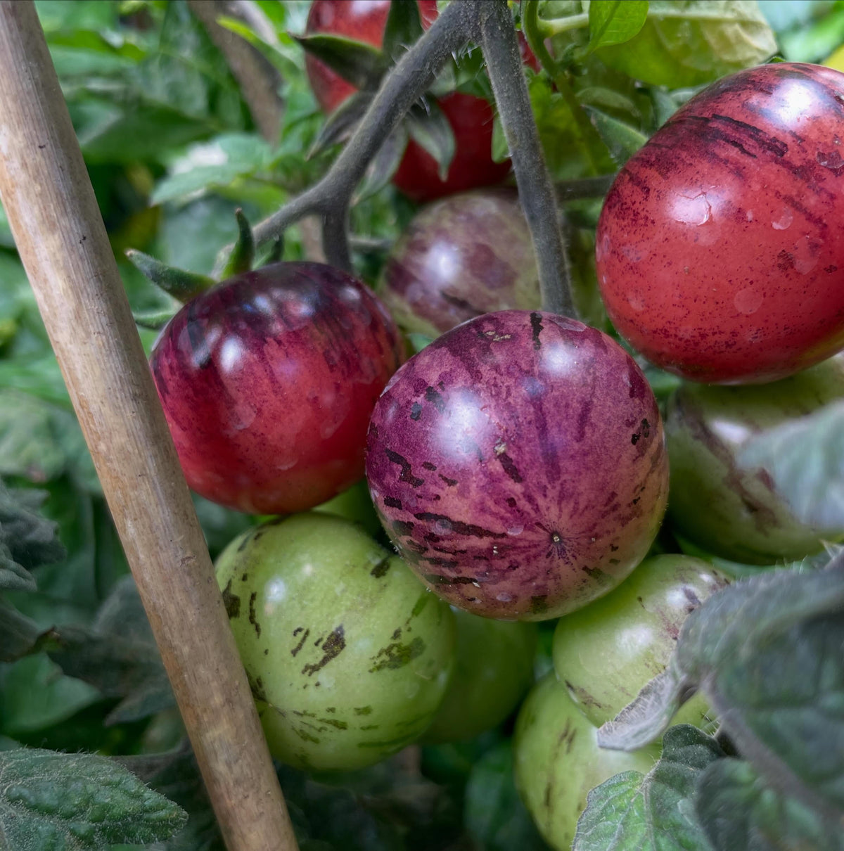 ripe tomatoes, plants seeded 90 days ago and grown with a single truss training system, image 1 of 3