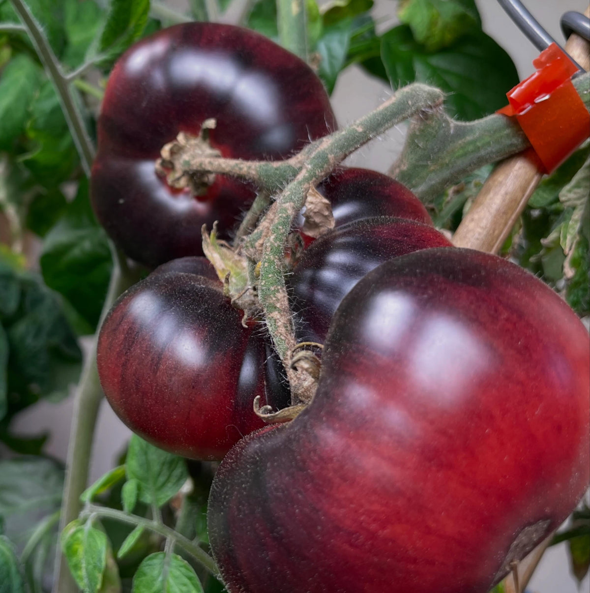 ripe tomatoes, plants seeded 90 days ago and grown with a single truss training system, image 2 of 3