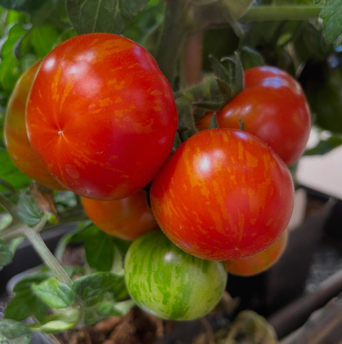 ripe tomatoes, plants seeded 90 days ago and grown with a single truss training system, image 3 of 3