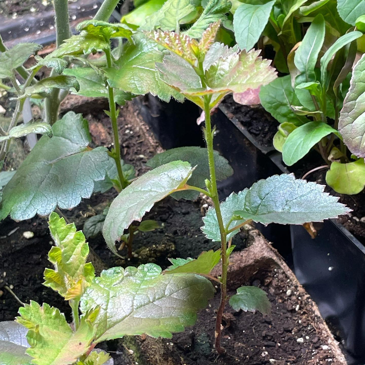river birch seedlings at 5 weeks