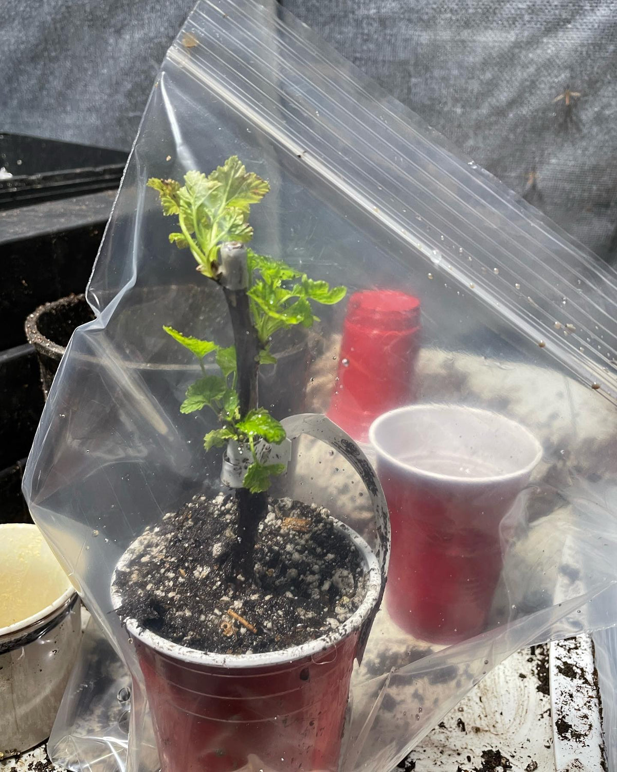 riverbank grape selection rooted cutting, image 2 of 3