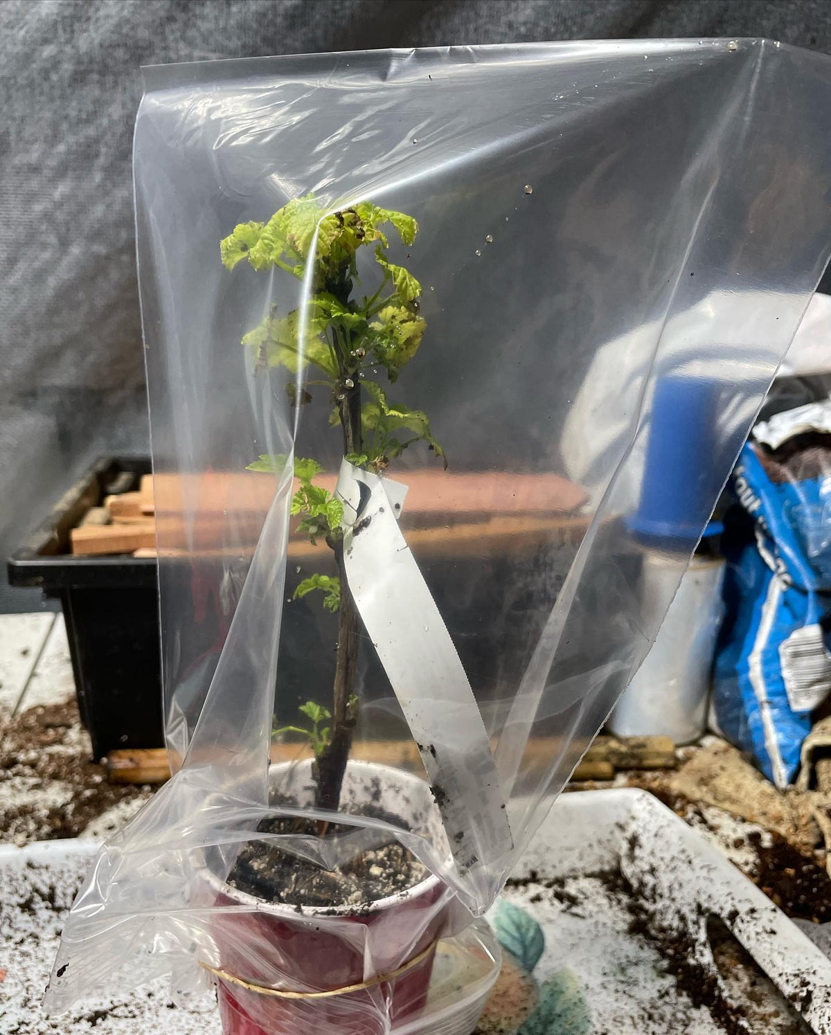 riverbank grape selection rooted cutting, image 3 of 3