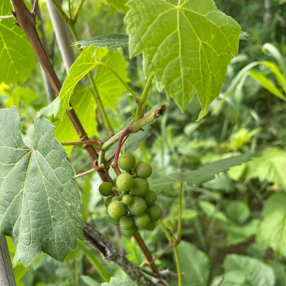 riverbank grape vitis riparia, super cold hardy, survives above the snow in -40, image 1 of 2