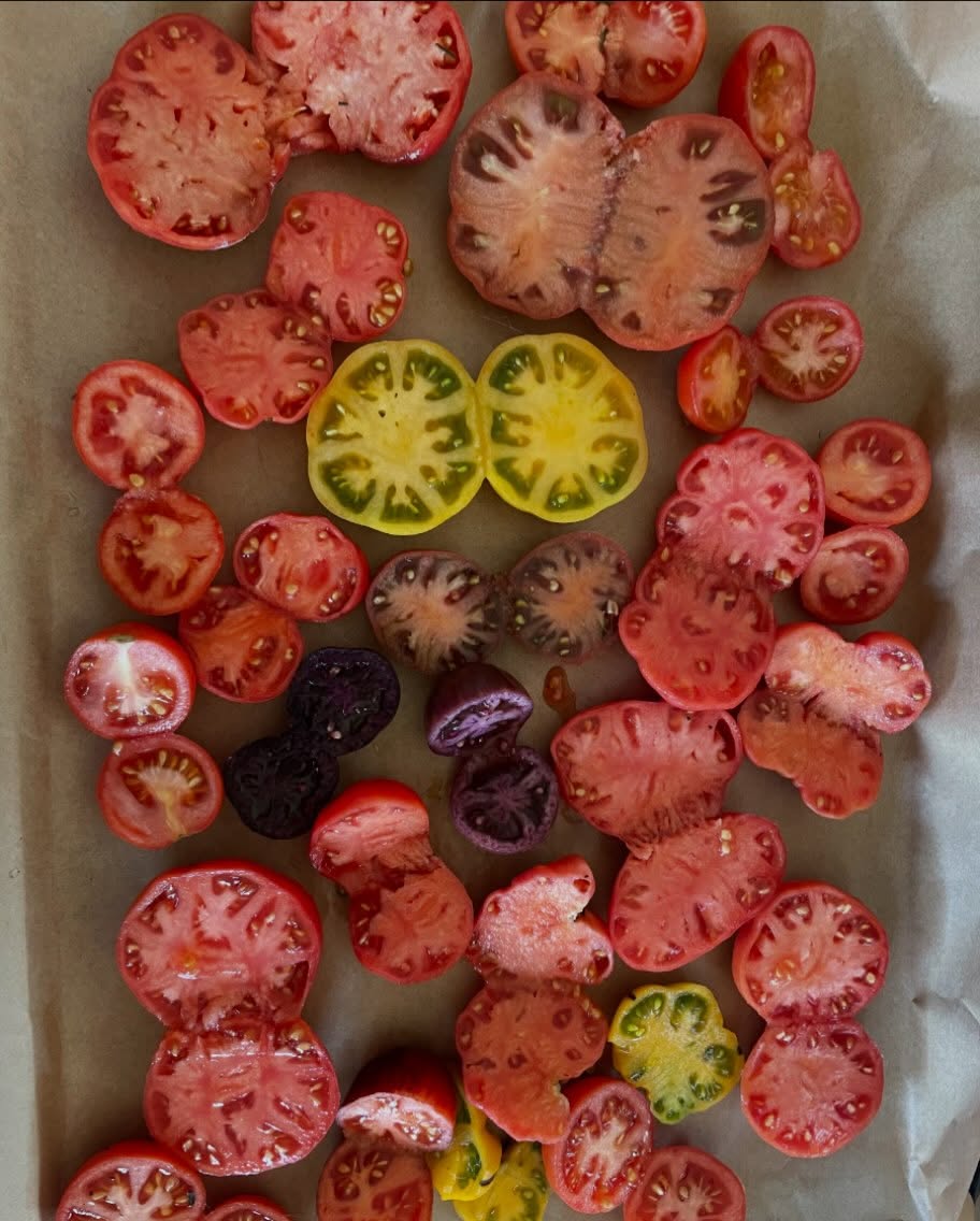 Halved tomatoes laid cut side up on brown baking paper: many red and pink, a yellow-green pair, a dark striped pair and a deep purple pair.