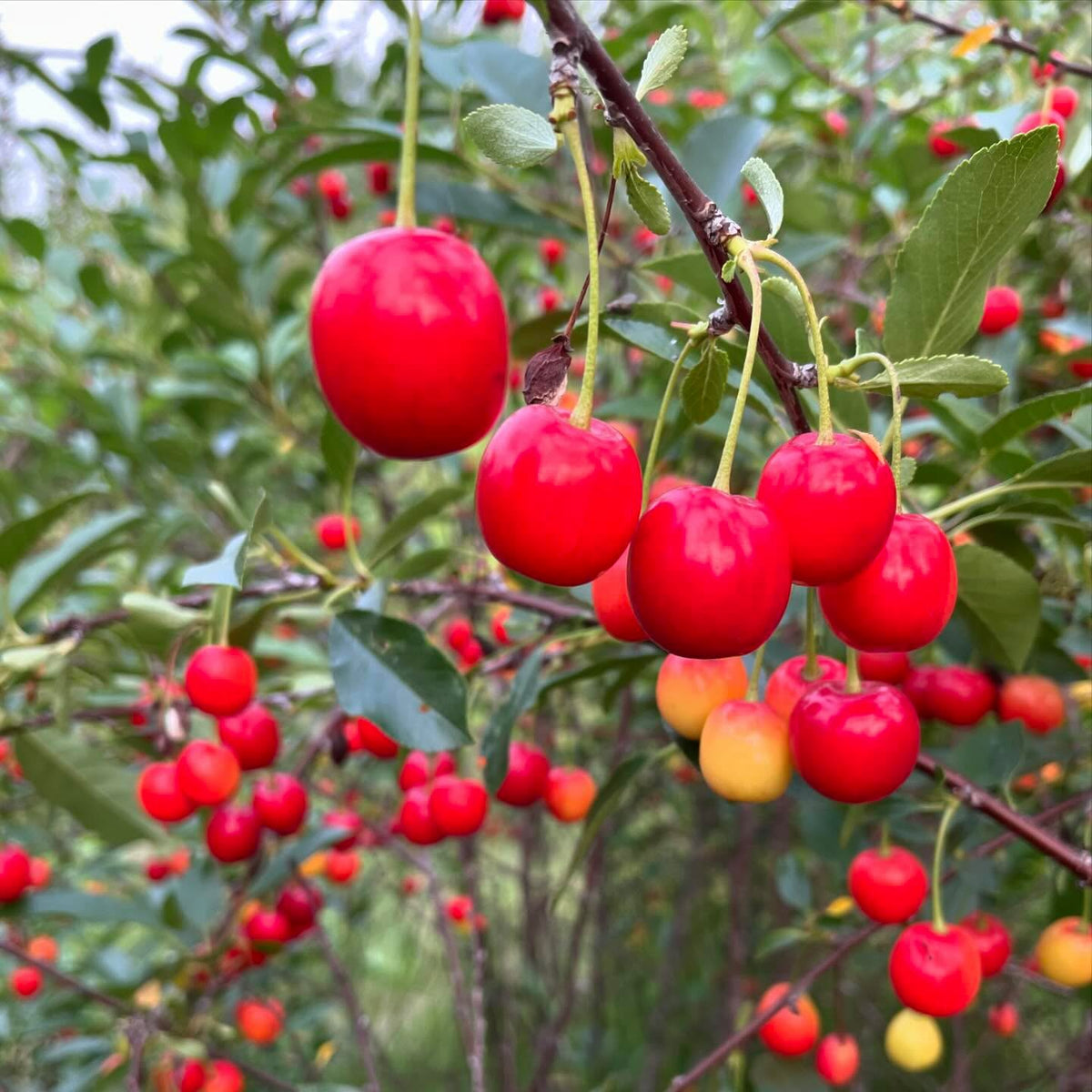 romance series hybrid cherries from the u of sask fruit breeding program, image 1 of 3