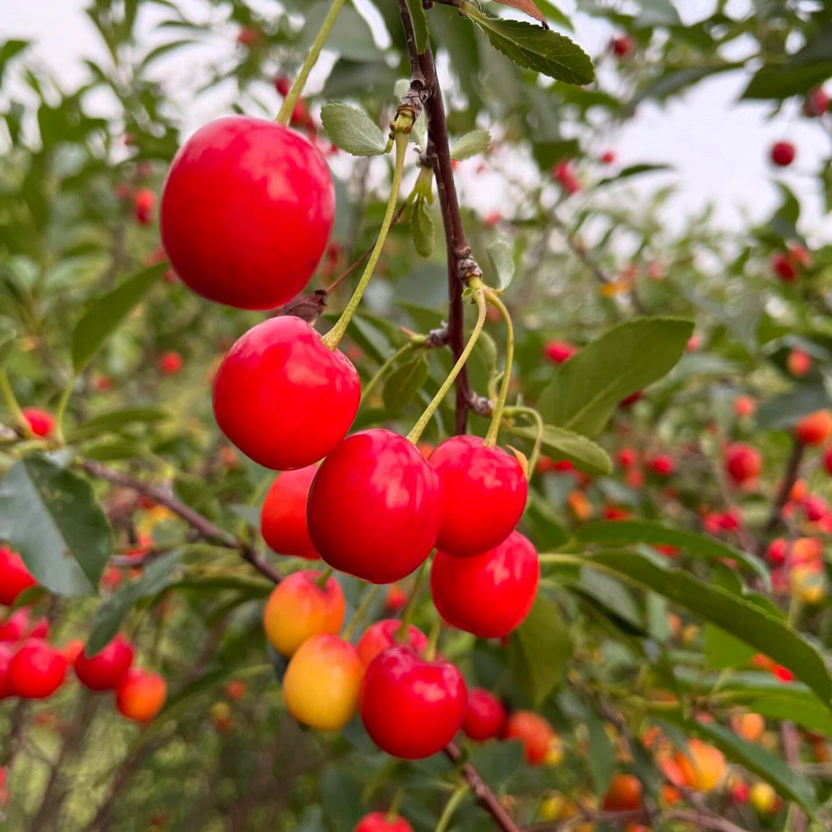 romance series hybrid cherries from the u of sask fruit breeding program, image 2 of 3