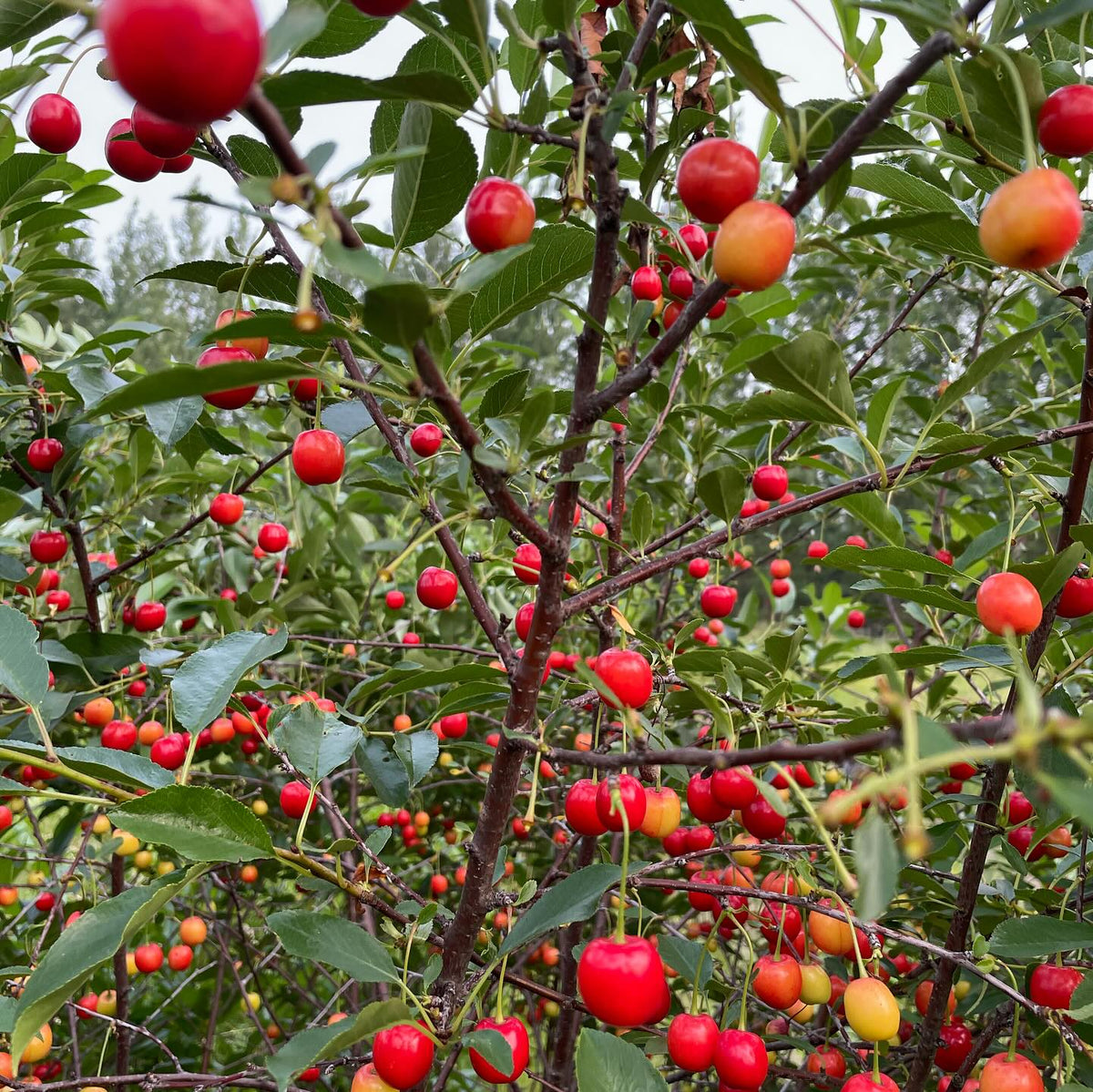 romance series hybrid cherries from the u of sask fruit breeding program, image 3 of 3