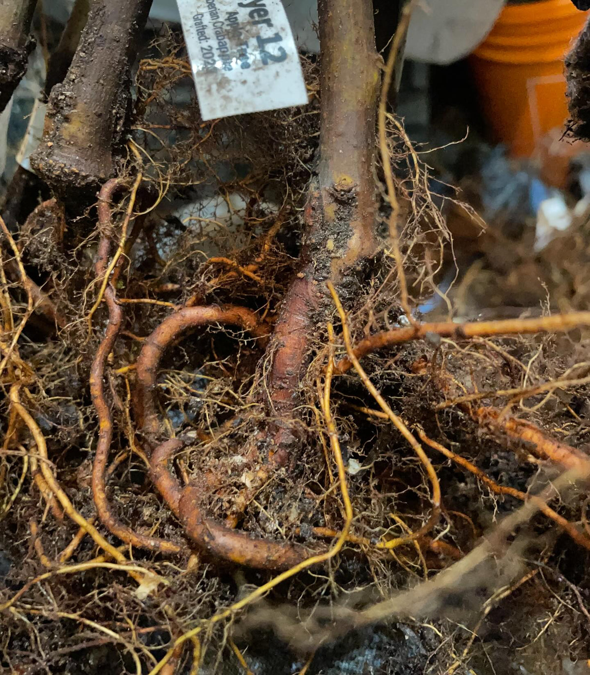 root grafted apples, image 1 of 3