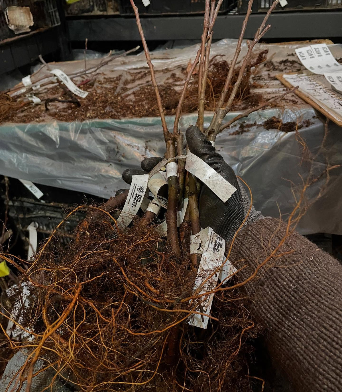 root grafted apples, image 2 of 3
