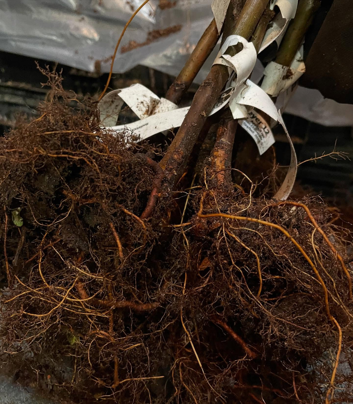 root grafted apples, image 3 of 3