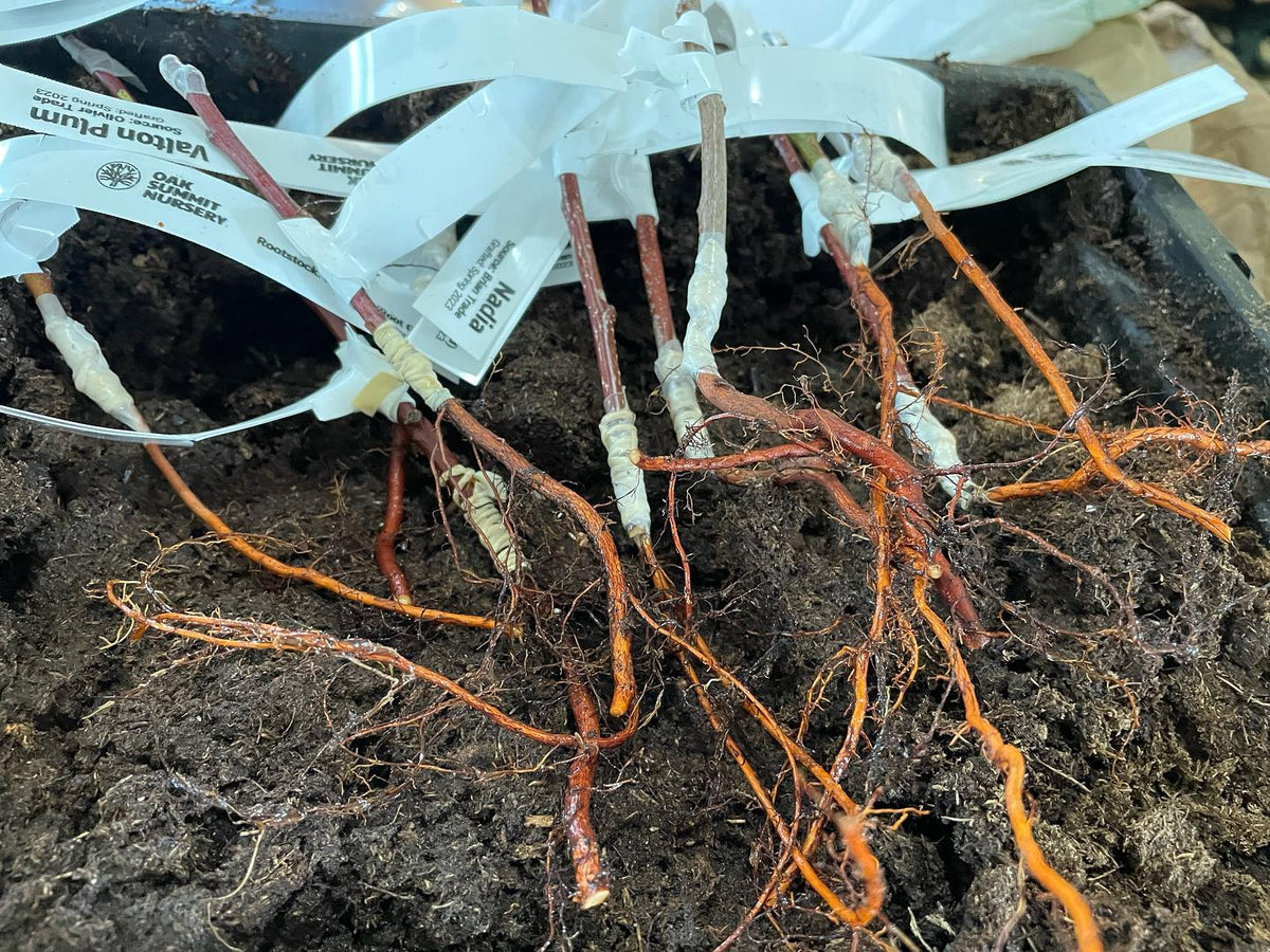 root grafted prunus onto mustang cherry and some Nanking cherry this morning, image 1 of 3