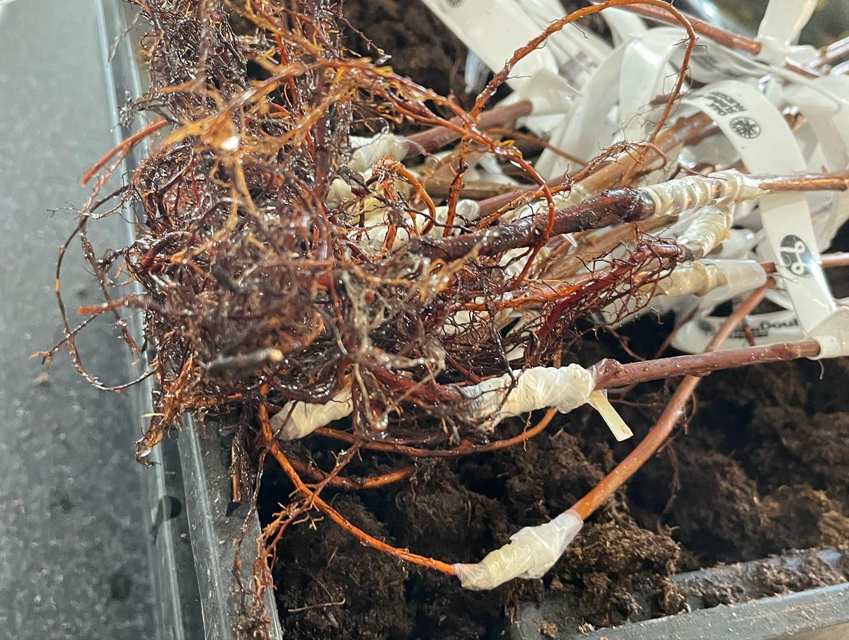 root grafted prunus onto mustang cherry and some Nanking cherry this morning, image 2 of 3