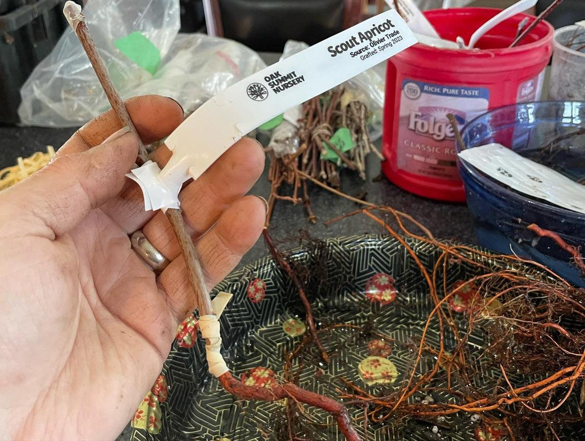 root grafted prunus onto mustang cherry and some Nanking cherry this morning, image 3 of 3
