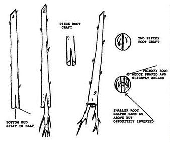 root grafting, excited to try some if these when I’m bench grafting in April #grafting, image 1 of 2