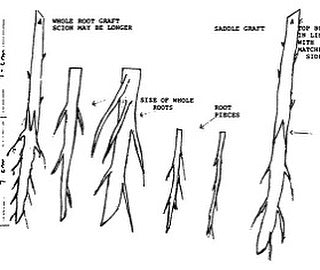 root grafting, excited to try some if these when I’m bench grafting in April #grafting, image 2 of 2