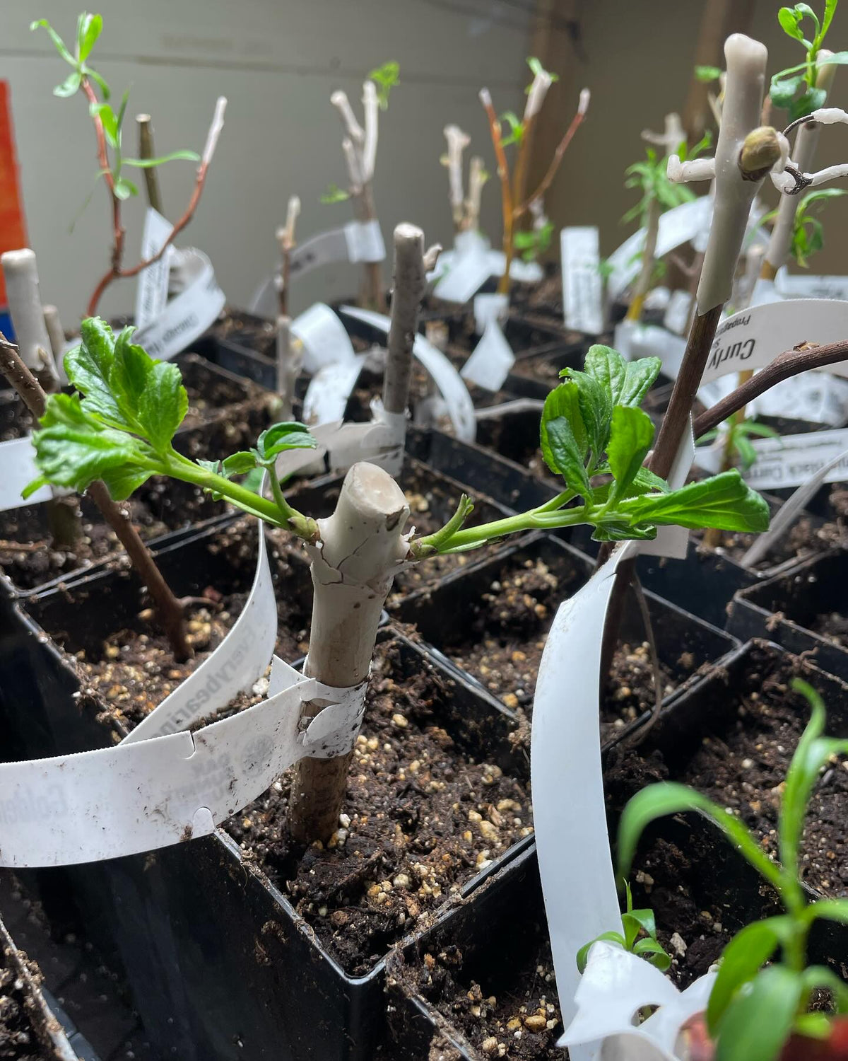 rooted hardwood starting to grow under lights, image 1 of 2