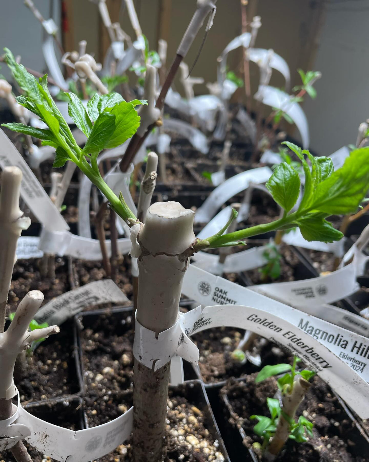 rooted hardwood starting to grow under lights, image 2 of 2