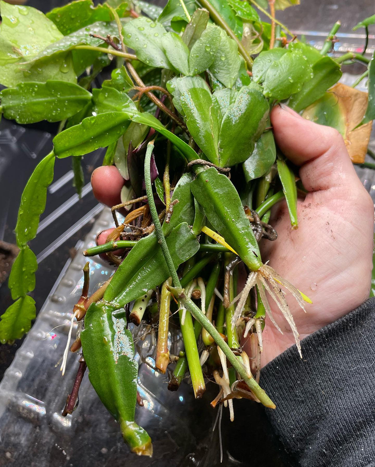 rooting house plants in water, image 2 of 2