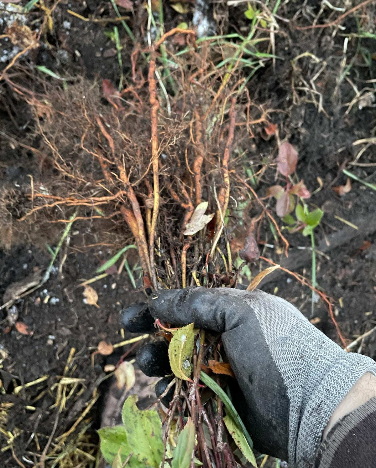 roots like carrots on these 2 yr old siberian crabapples, image 2 of 2
