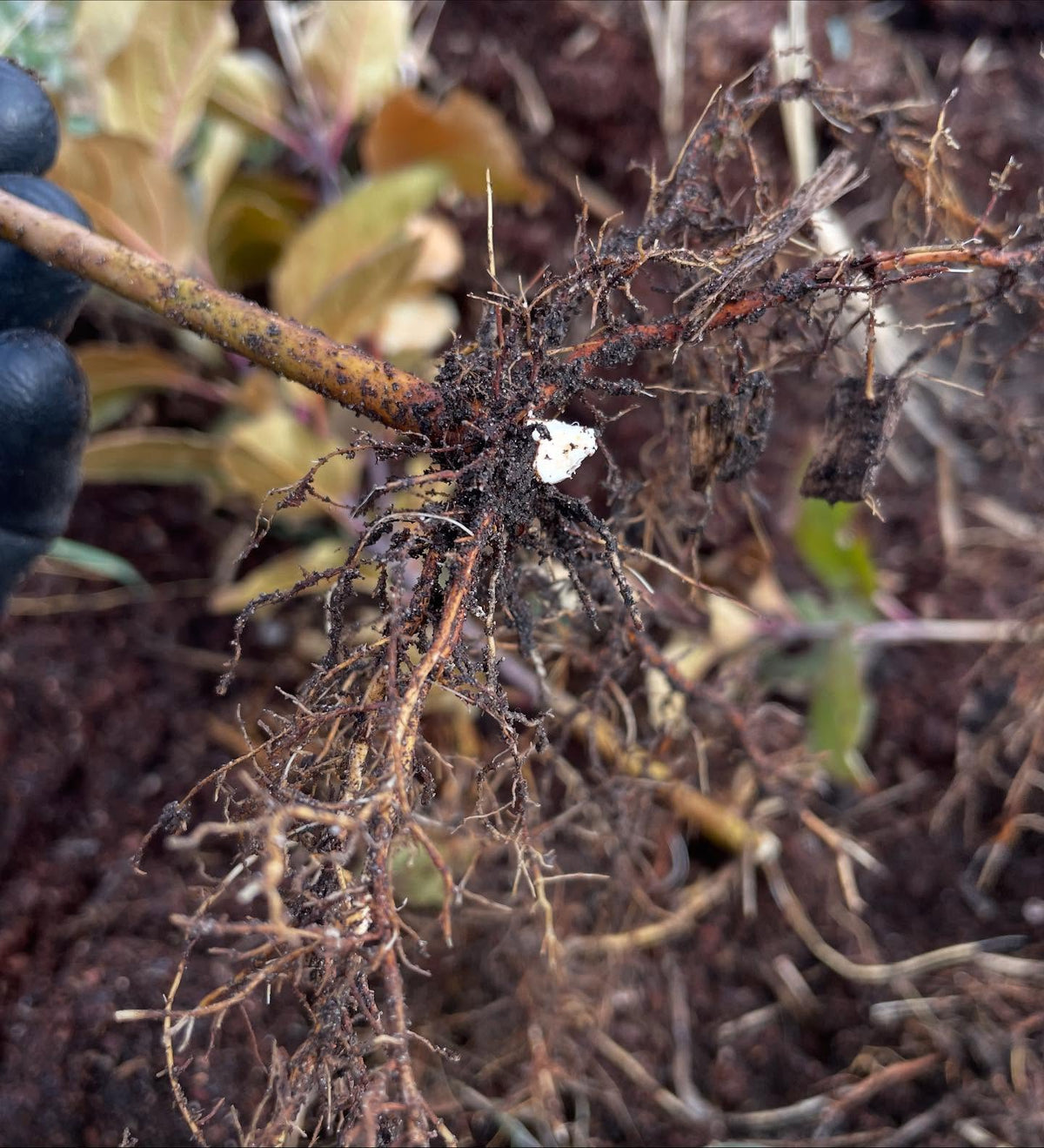 rootstock stoolbeds, one is b118 with the dark purple bark, and the other is ottawa3, image 2 of 4