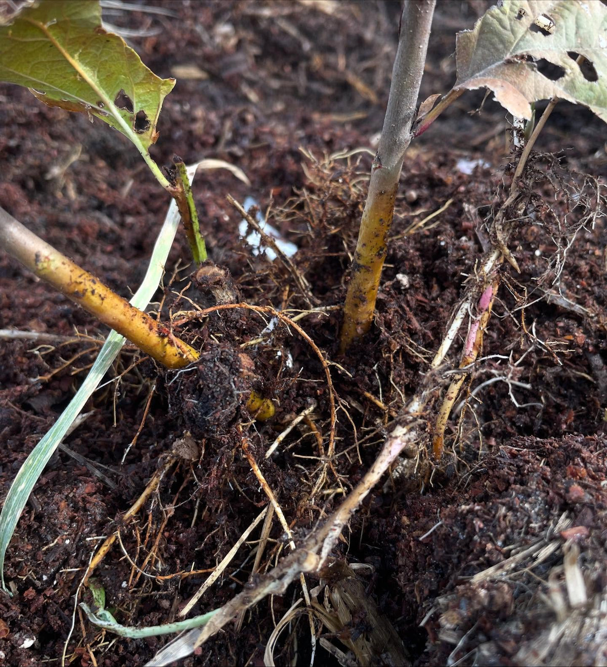 rootstock stoolbeds, one is b118 with the dark purple bark, and the other is ottawa3, image 3 of 4