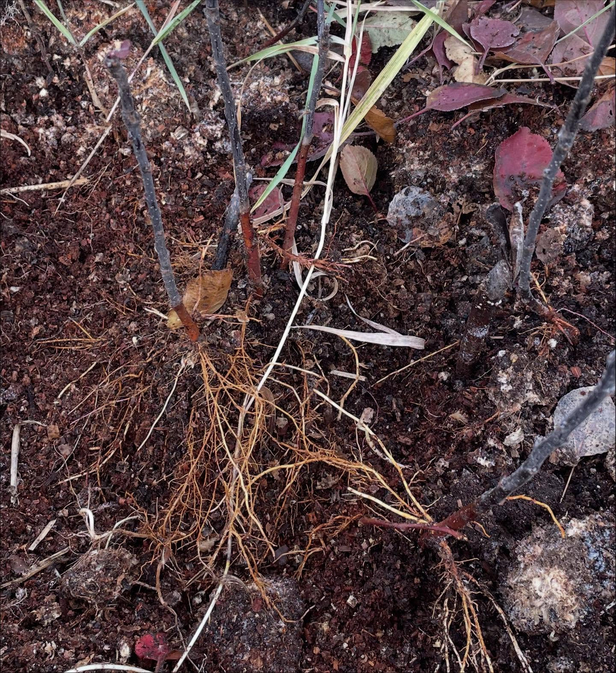 rootstock stoolbeds, one is b118 with the dark purple bark, and the other is ottawa3, image 4 of 4