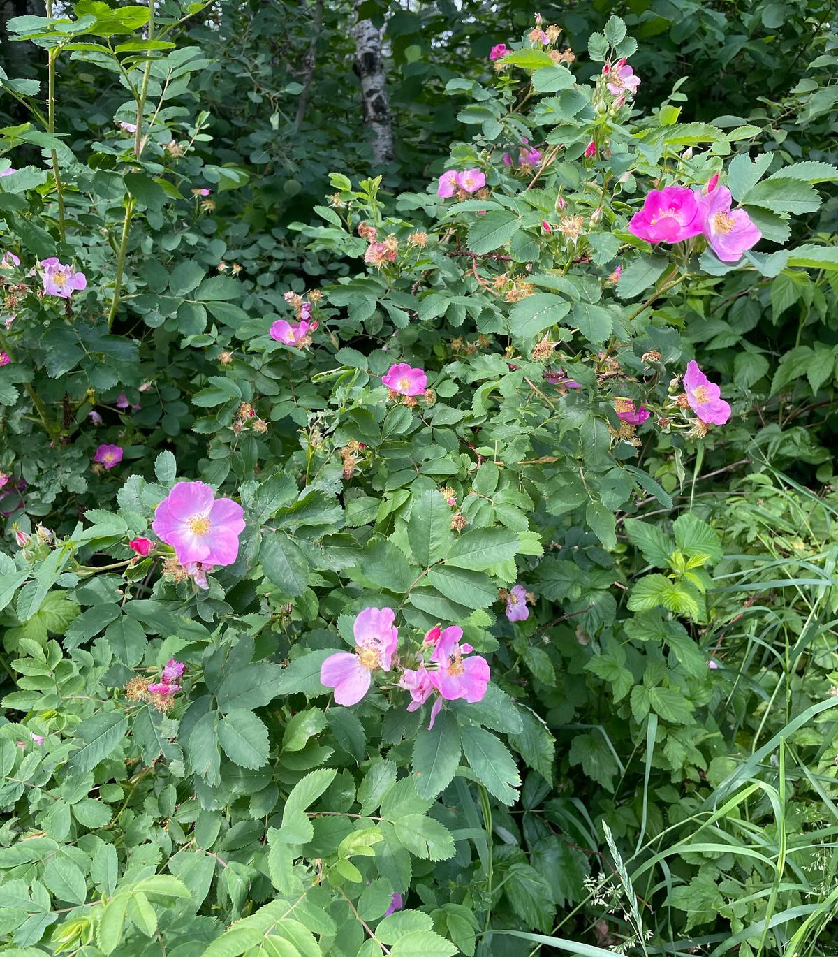 rosa woodsii in full bloom, image 1 of 4