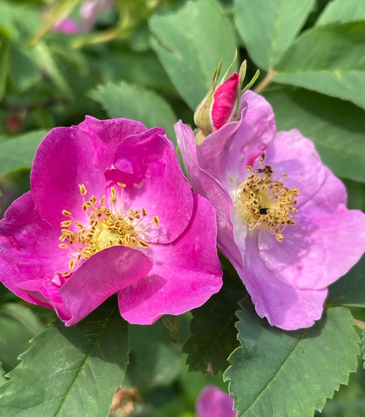 rosa woodsii in full bloom, image 2 of 4