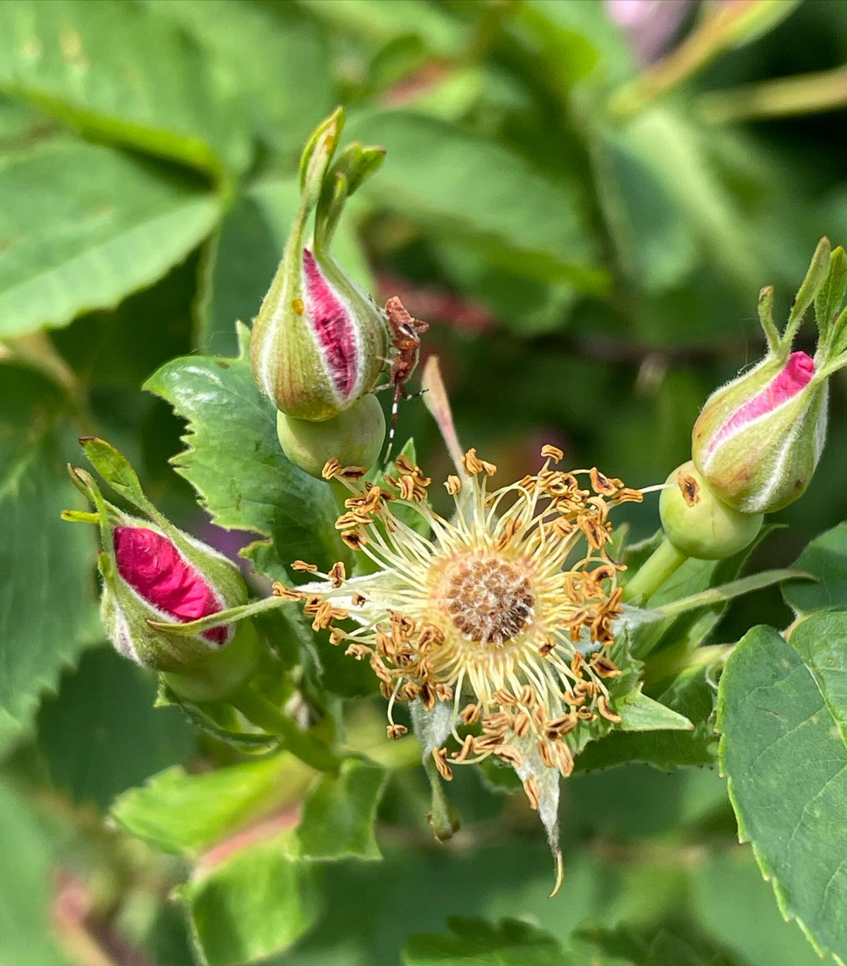 rosa woodsii in full bloom, image 3 of 4