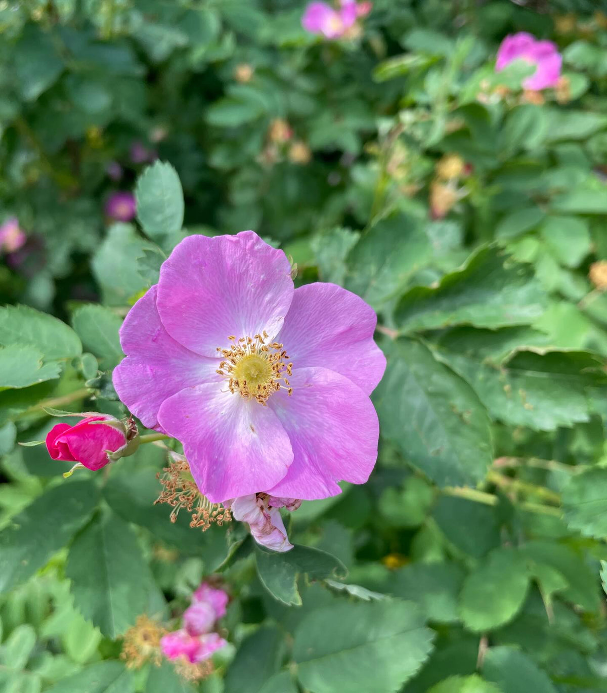 rosa woodsii in full bloom, image 4 of 4