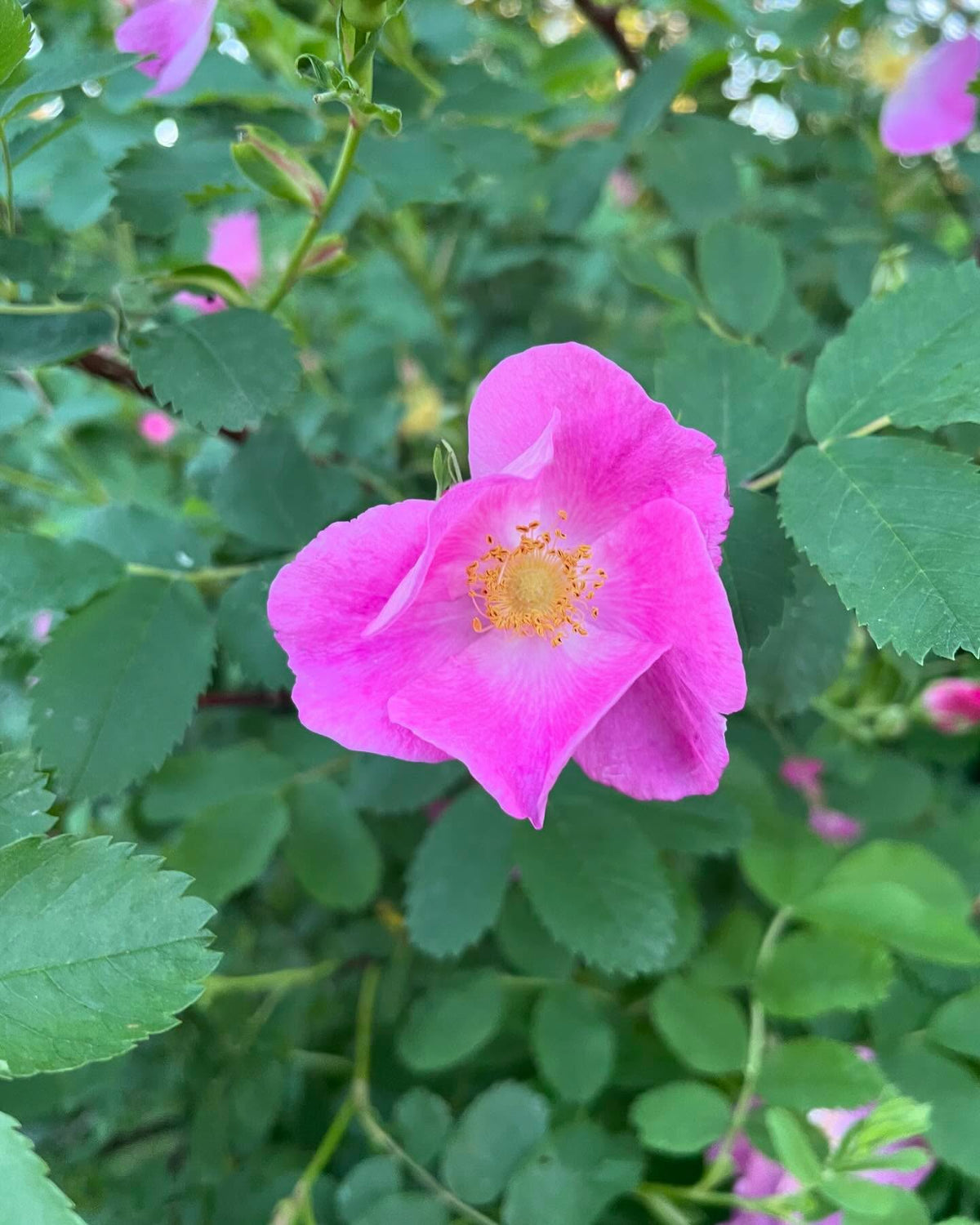 rosa woodsii or woods’ rose is the most cold hardy rose I know of, it’s native to our area and probably undervalued, image 1 of 2