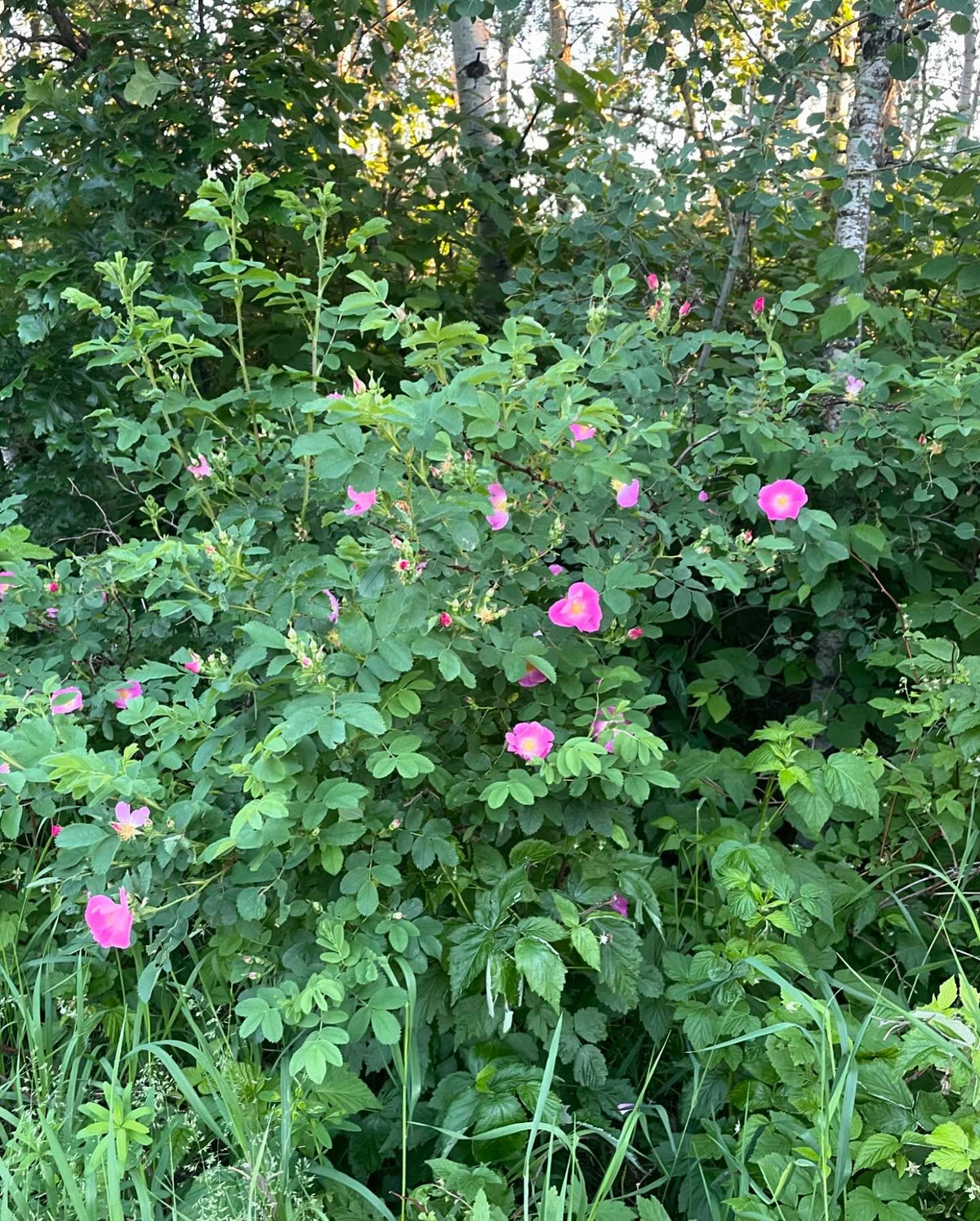 rosa woodsii or woods’ rose is the most cold hardy rose I know of, it’s native to our area and probably undervalued, image 2 of 2