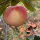 Rosybrook Apple Tree