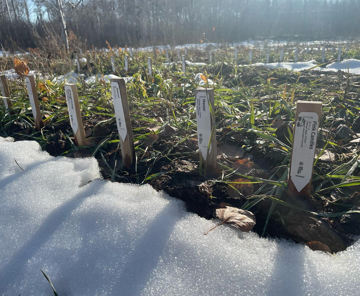 rows of rooted softwood and empty beds ready for winter, image 1 of 2