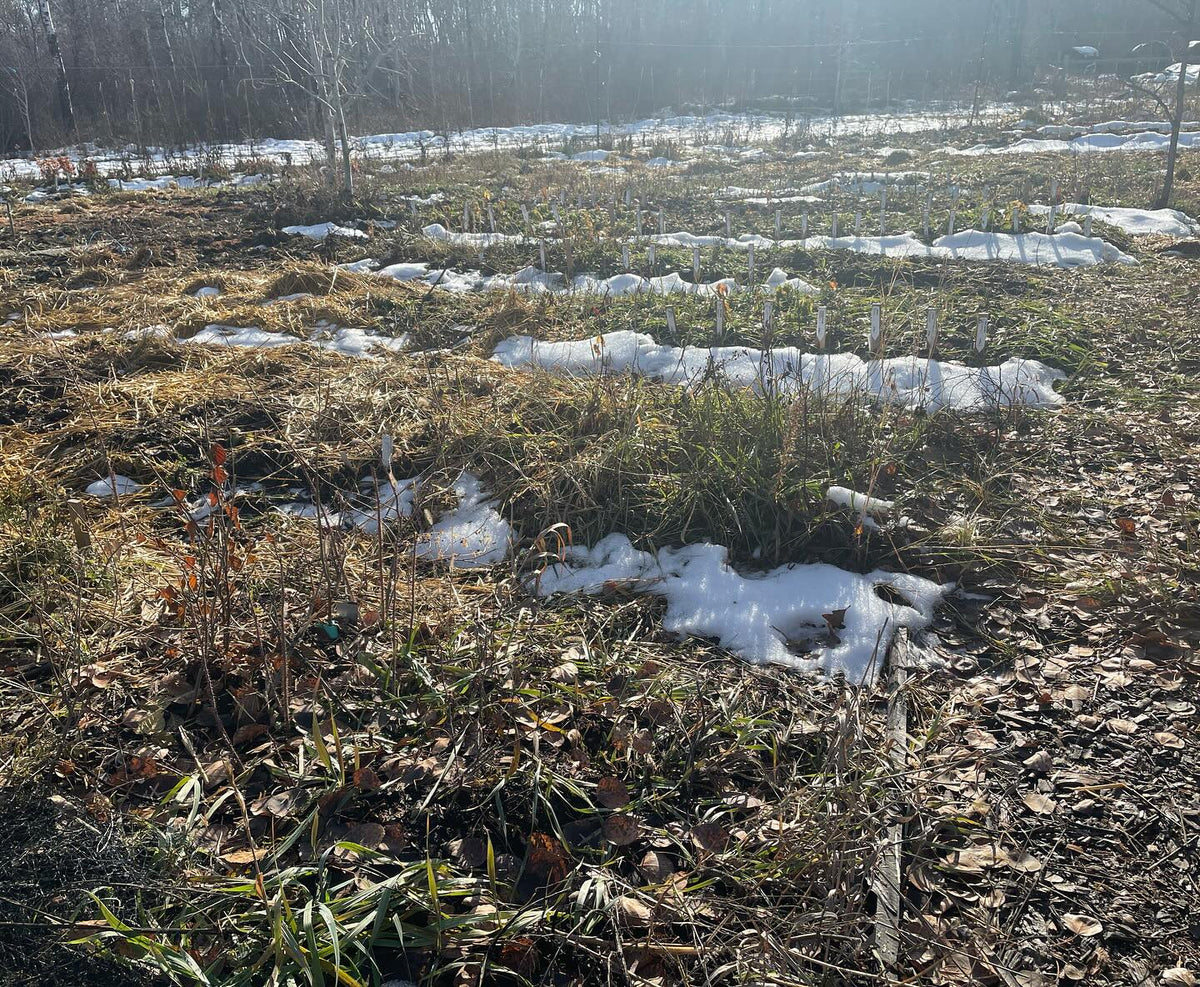 rows of rooted softwood and empty beds ready for winter, image 2 of 2